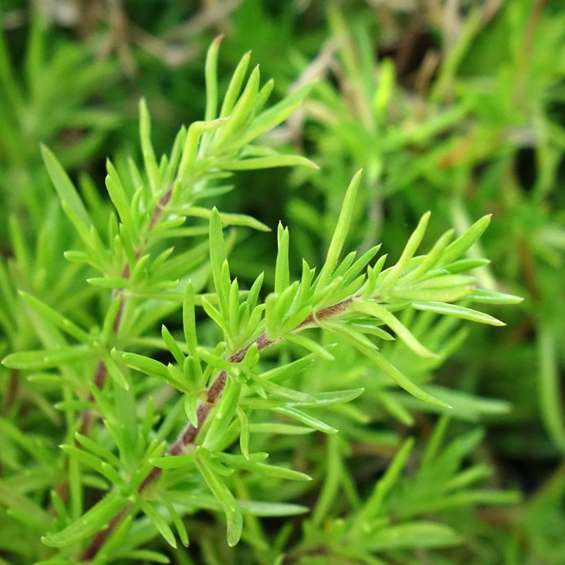 Phlox subulata McDaniel's Cushion - Muscio rosa (Foliage)