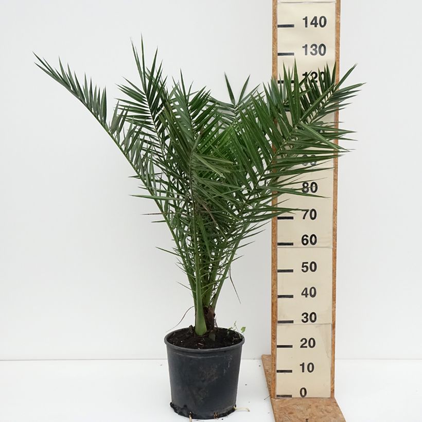 Esemplare di Phoenix canariensis - Palma delle Canarie Vaso da 12L/15L come consegnato in autunno