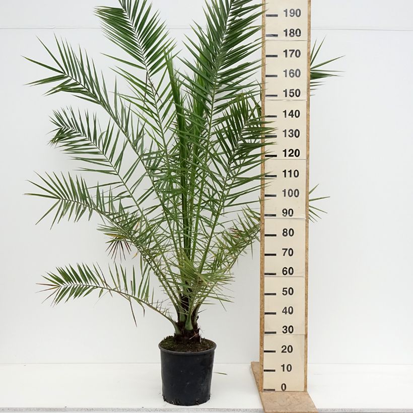 Example of Phoenix canariensis - Palma delle Canarie Vaso da 12L/15L as you get in printemps