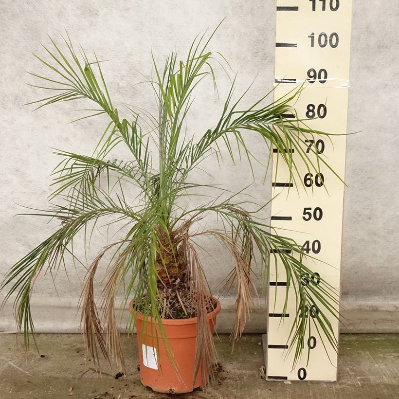 Esemplare di Phoenix roebelinii - palmier dattier nain Pot de 7,5L/10L come consegnato in autunno