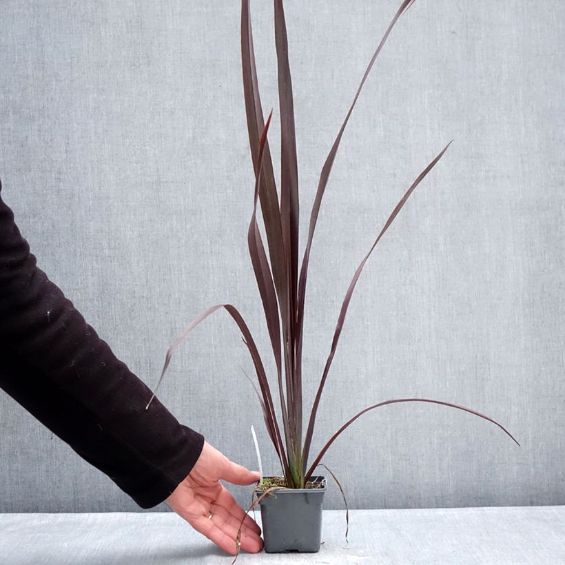 Example of Phormium Black Velvet - Lino della Nuova Zelanda Vasetto da 8/9 cm as you get in hiver