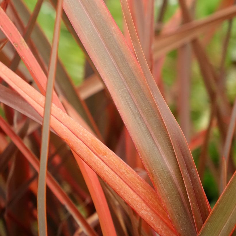 Phormium cookianum Bronze Baby (Fogliame)