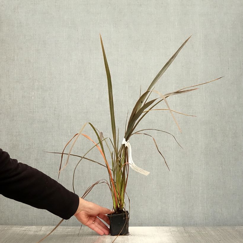 Esemplare di Phormium Bronze Baby - Lin de Nouvelle-Zélande Godet de 8/9 cm come consegnato in autunno