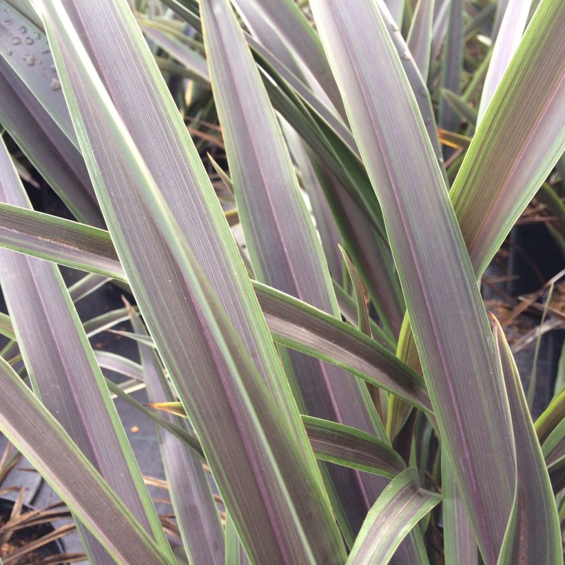 Phormium Chocomint - Lino della Nuova Zelanda (Foliage)