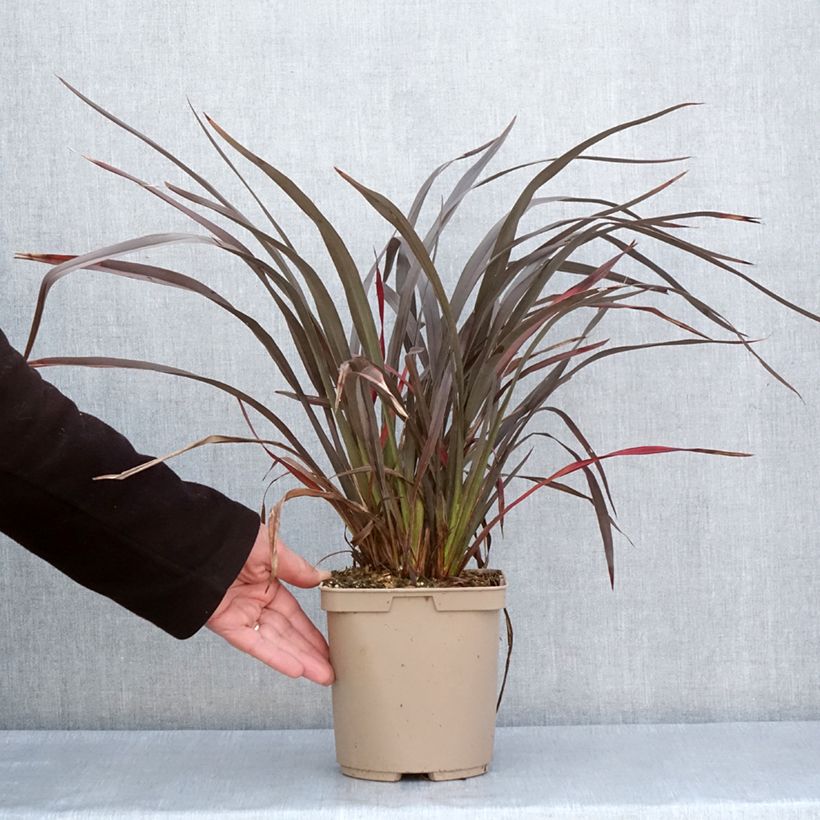 Example of Phormium Chocomint - Lino della Nuova Zelanda Vaso da 3L/4L as you get in printemps