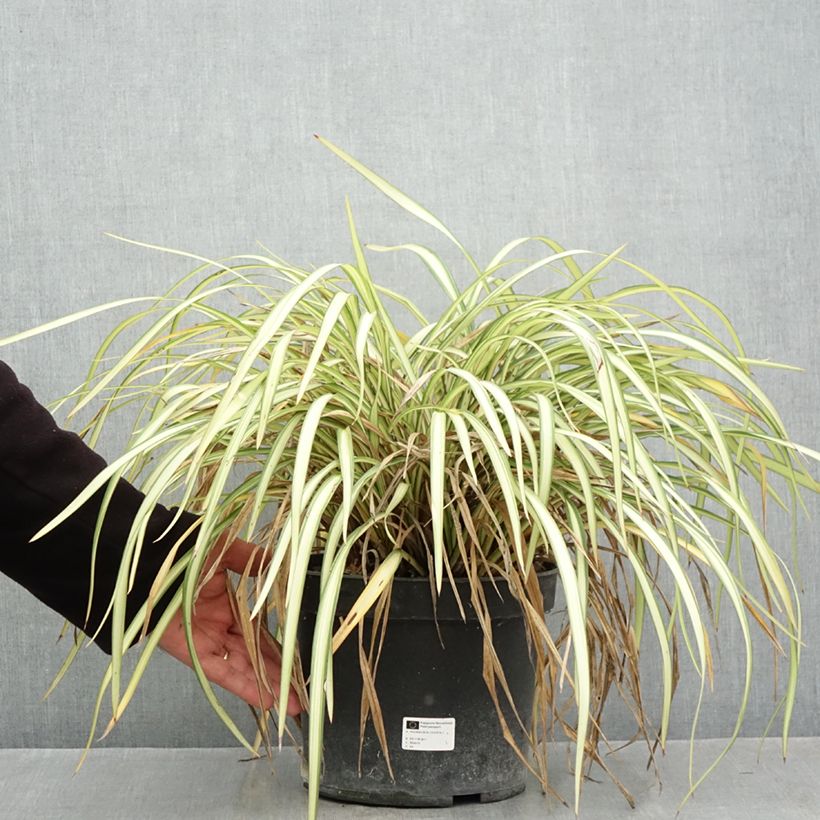 Esemplare di Phormium cookianum Blondie Vaso da 4L/5L come consegnato in autunno