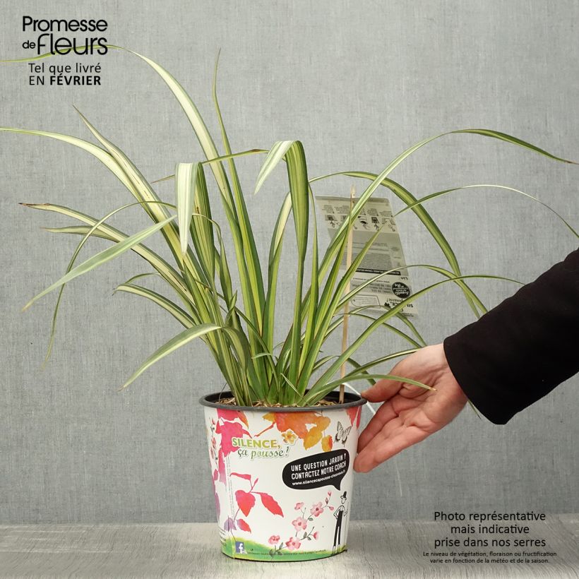 Phormium Cream Delight - Lin des montagnes. Pot de 4L/5L esemplare consegnato in inverno