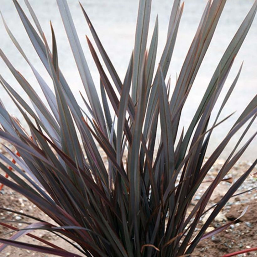 Phormium Dark Delight - Lino della Nuova Zelanda (Porto)