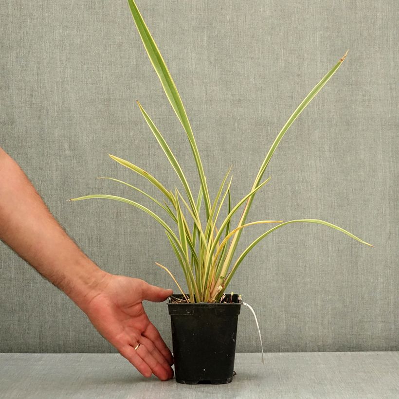 Esemplare di Phormium Duet - Lino della Nuova Zelanda Vaso da 1,5L/2L consegnato in estate