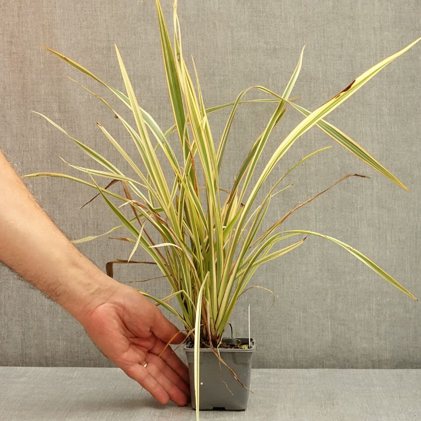 Esemplare di Phormium Golden Ray - Lino della Nuova Zelanda Vasetto da 8/9 cm consegnato in estate