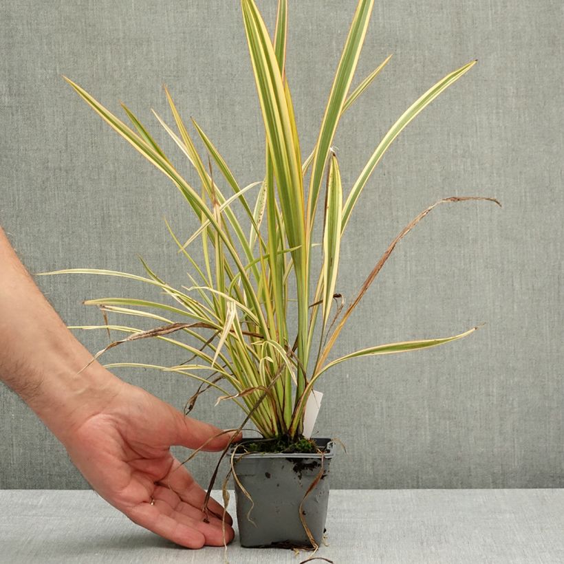 Phormium Golden Ray - Lino della Nuova Zelanda Vasetto da 8/9 cm esemplare consegnato in primavera