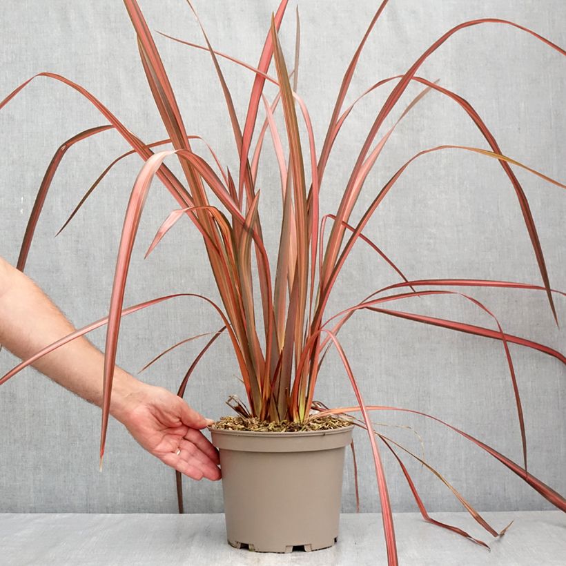 Esemplare di Phormium Margaret Jones - Lino della Nuova Zelanda Vaso da 4L/5L consegnato in estate