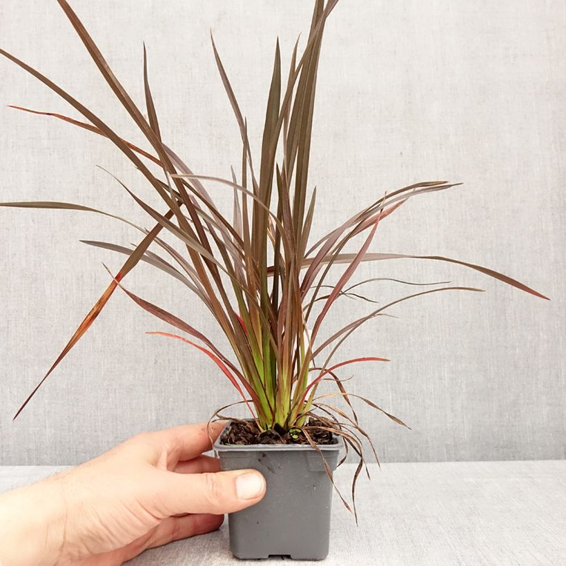 Phormium Platts Black - Lino della Nuova Zelanda Vasetto da 8/9 cm esemplare consegnato in primavera