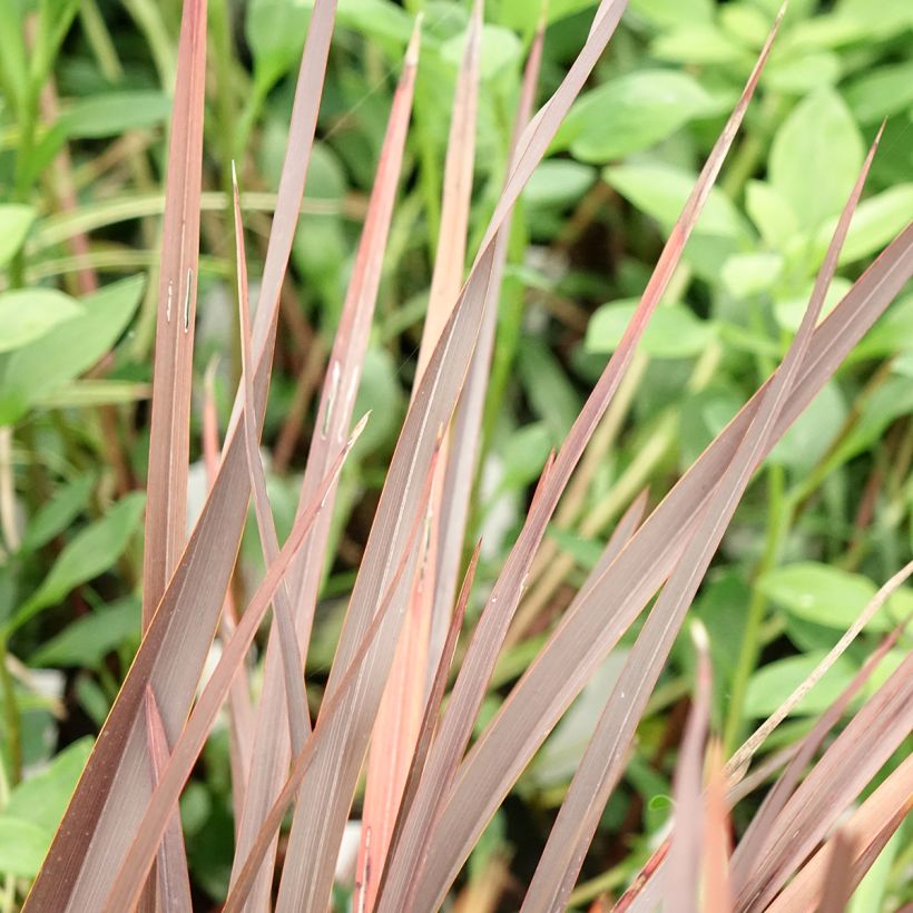 Phormium Platts Black - Lino della Nuova Zelanda (Fogliame)