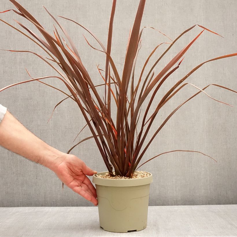 Phormium Platts Black - Lino della Nuova Zelanda Vaso da 3L/4L esemplare consegnato in inverno