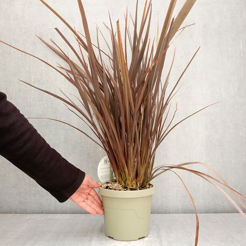 Phormium Platts Black - Lino della Nuova Zelanda Vaso da 3L/4L esemplare consegnato in primavera