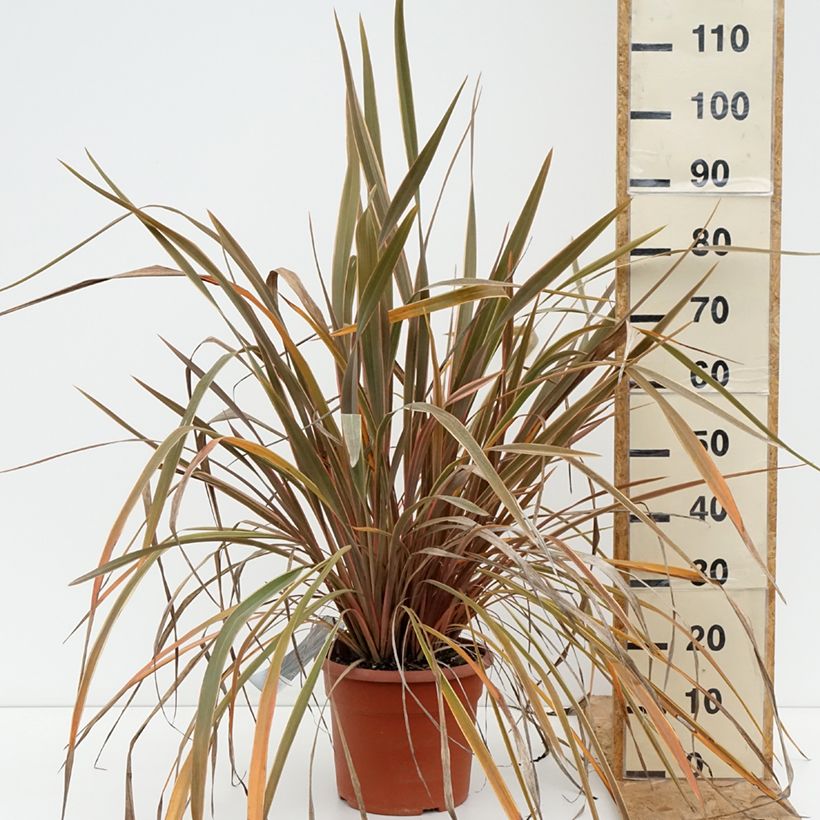 Esemplare di Phormium Rainbow Queen - Lino della Nuova Zelanda Vaso da 7,5L/10L consegnato in estate