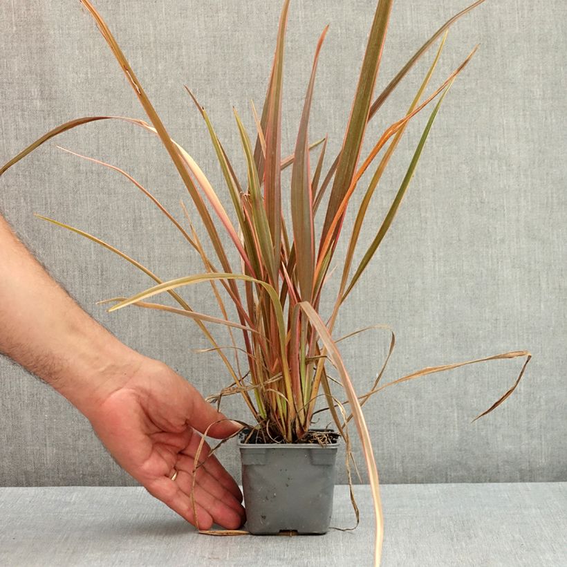 Esemplare di Phormium Rainbow Queen - Lino della Nuova Zelanda Vasetto da 8/9 cm consegnato in estate