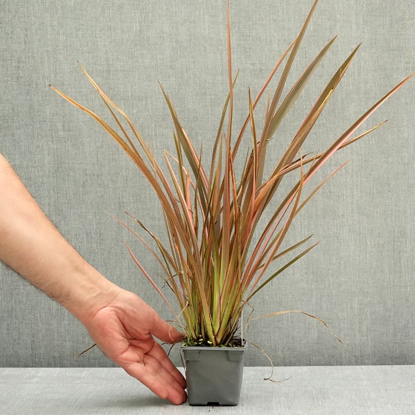 Phormium Rainbow Queen - Lino della Nuova Zelanda Vasetto da 8/9 cm esemplare consegnato in primavera