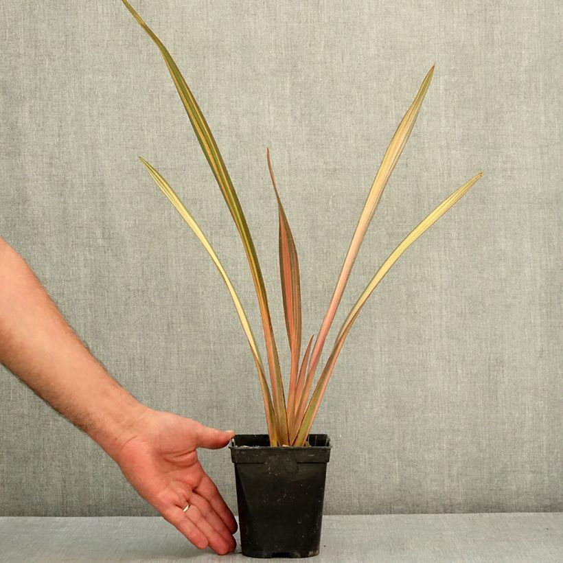 Esemplare di Phormium Rainbow Sunrise - Lino della Nuova Zelanda Vaso da 1,5L/2L consegnato in estate