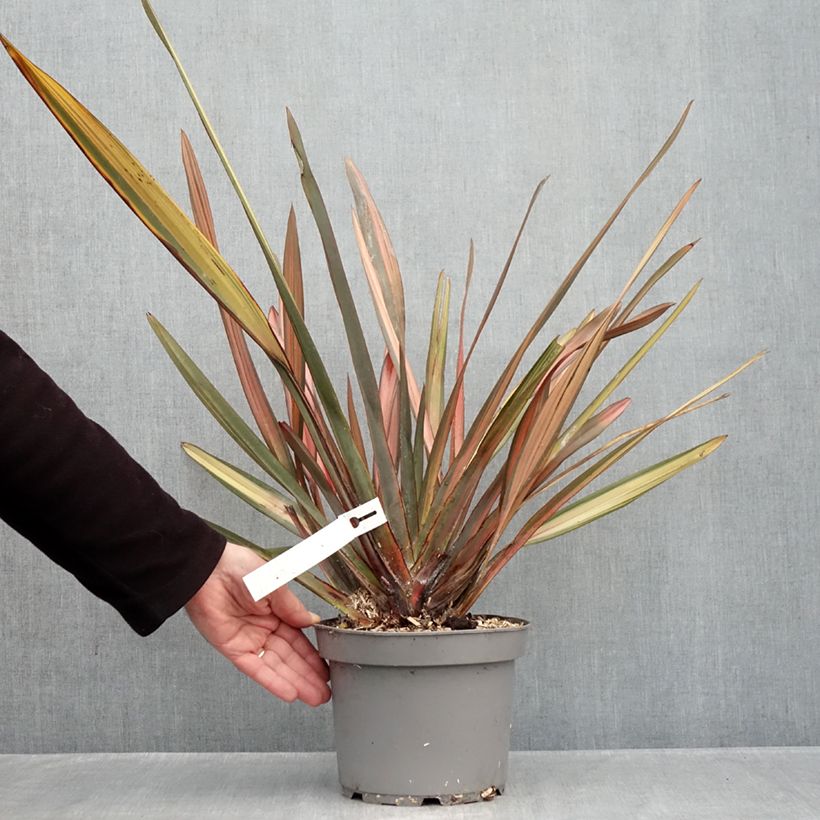 Esemplare di Phormium Rainbow Sunrise - Lino della Nuova Zelanda Vaso da 3L/4L come consegnato in autunno