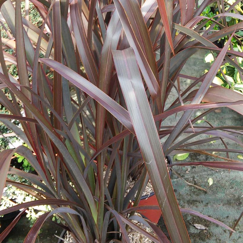 Phormium Purpureum - Lino della Nuova Zelanda (Fogliame)