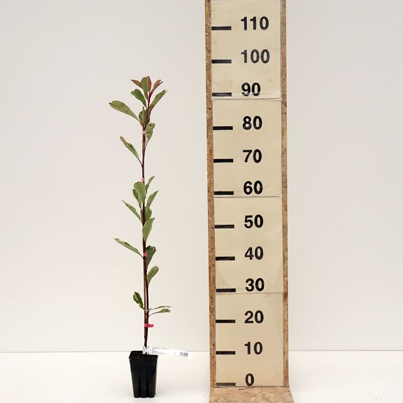 Photinia fraseri Pink Marble Pot de 1L/1,5L esemplare consegnato in inverno