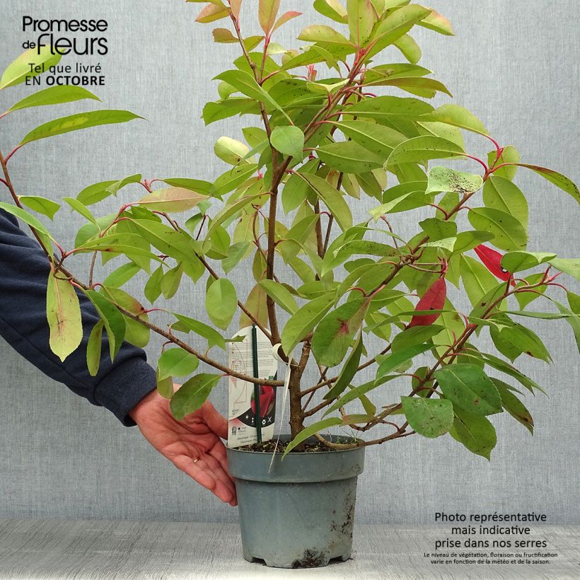 Esemplare di Photinia fraseri Red Light Pot de 3L/4L come consegnato in autunno