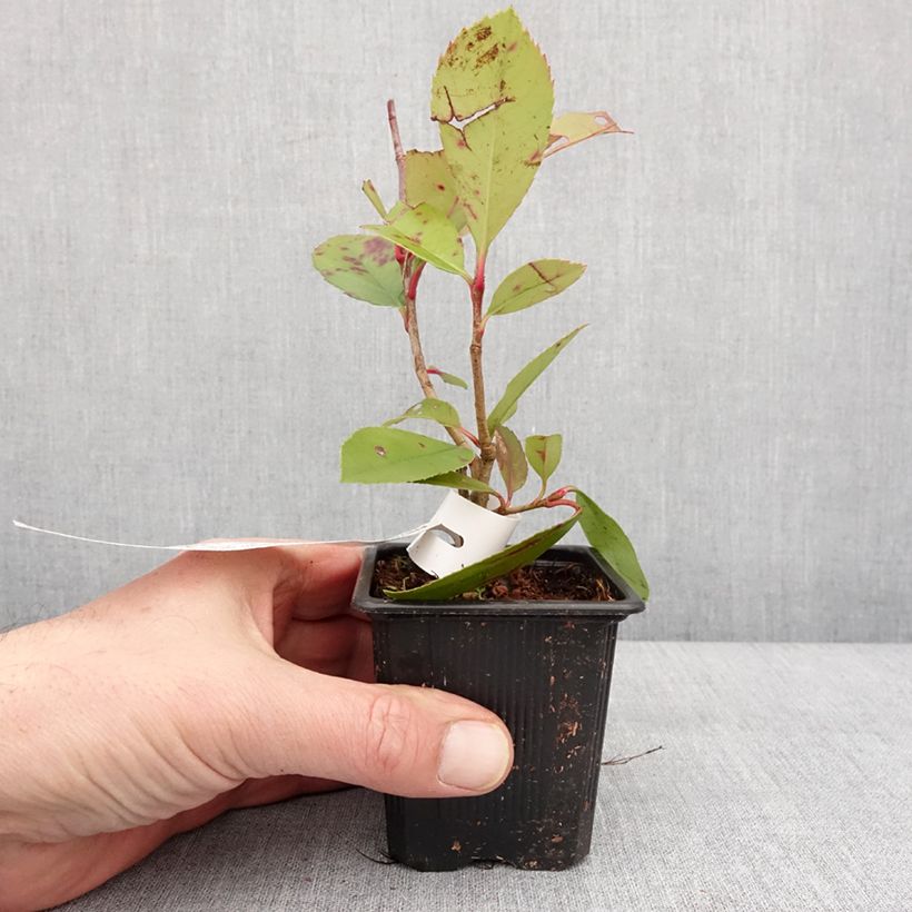 Photinia fraseri Red Robin Godet de 8/9 cm esemplare consegnato in inverno