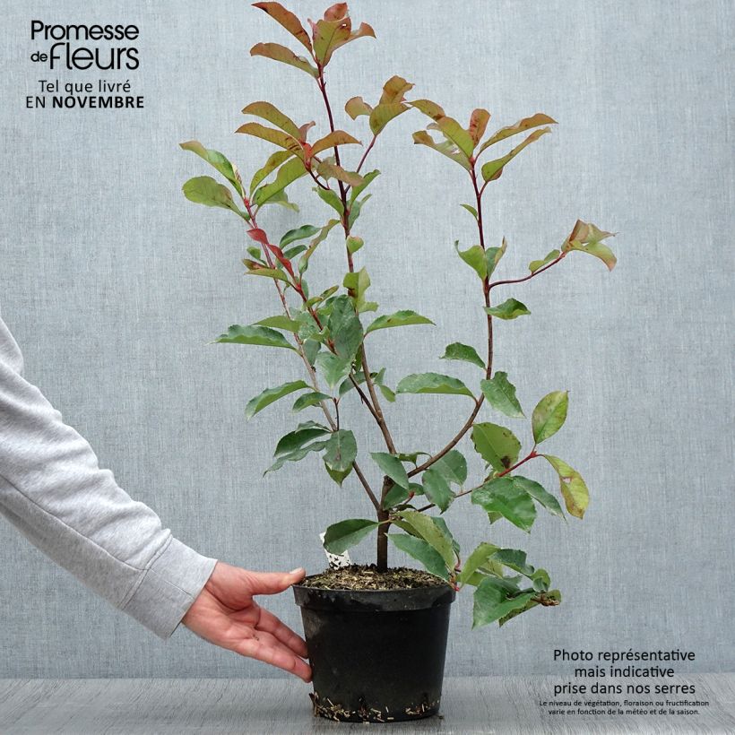 Esemplare di Photinia fraseri Red Select Pot de 3L/4L come consegnato in autunno