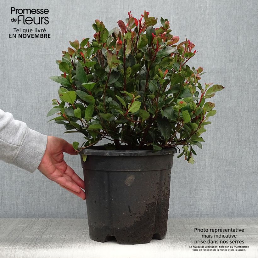 Esemplare di Photinia Little Red Robin en pot de 10L come consegnato in autunno