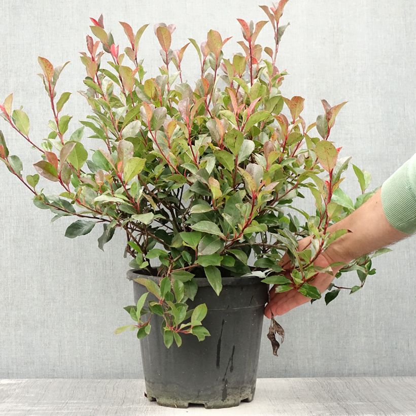 Esemplare di Photinia Little Red Robin en pot de 10L consegnato in estate