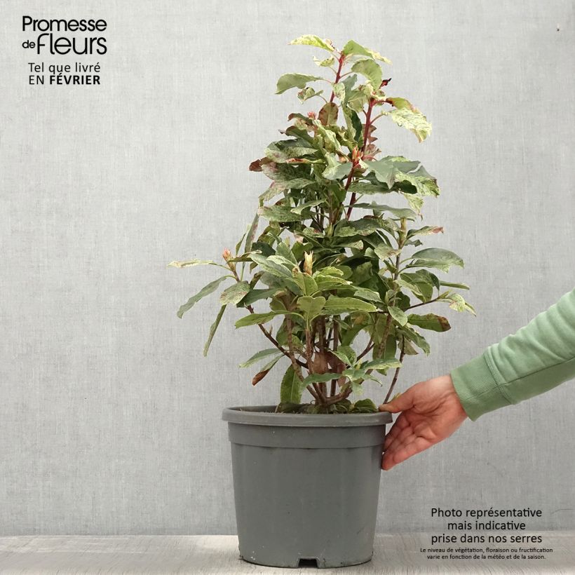 Photinia serratifolia Pink Crispy - Fotinia Vaso da 6L/7L esemplare consegnato in inverno