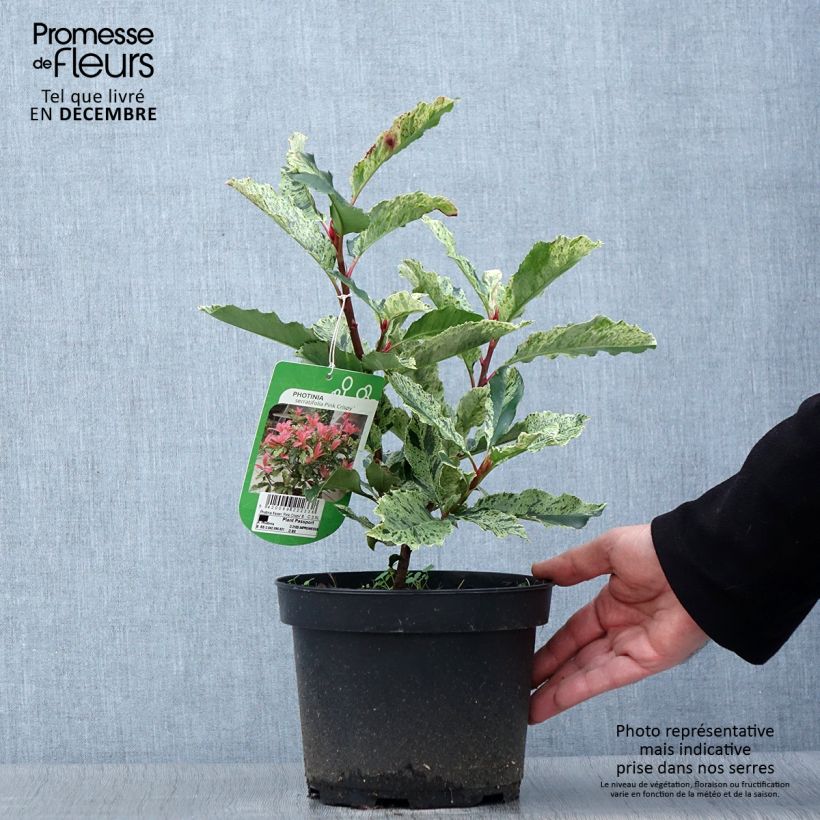 Esemplare di Photinia serratifolia Pink Crispy - Fotinia Vaso da 2L/3L come consegnato in autunno