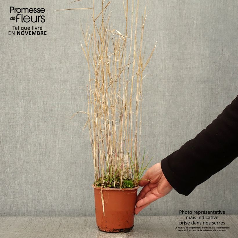 Esemplare di Phragmites australis - Roseau commun Pot de 1L/1,5L come consegnato in autunno