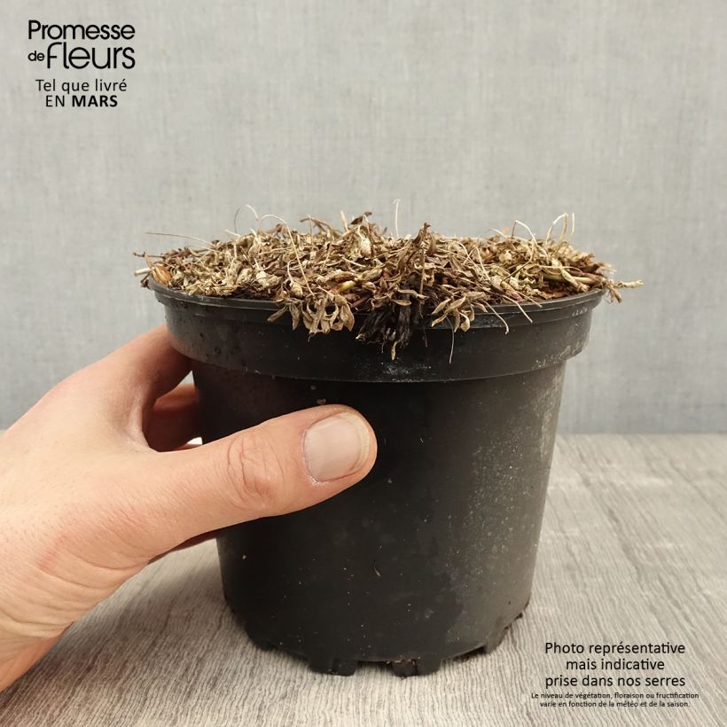 Example of Phyla nodiflora - Erba Luigia minore Vaso da 2L/3L as you get in printemps