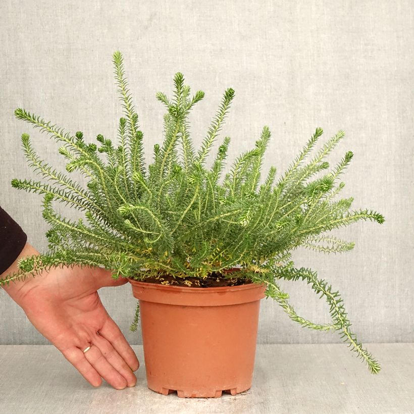 Phylica ericoides Vaso da 3L/4L esemplare consegnato in primavera