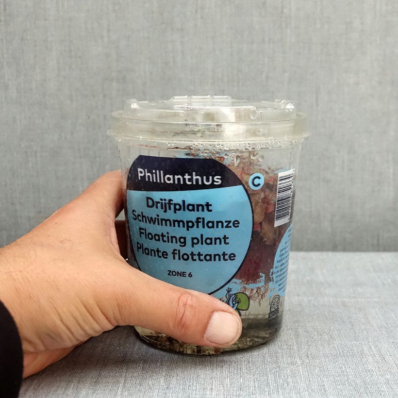 Phyllanthus fluitans Confezione esemplare consegnato in primavera