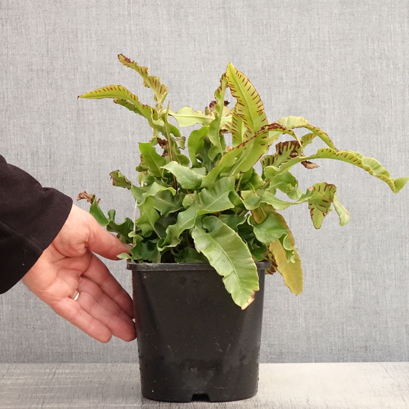 Example of Phyllitis scolopendrium - Asplenio Vaso da 2L/3L as you get in printemps