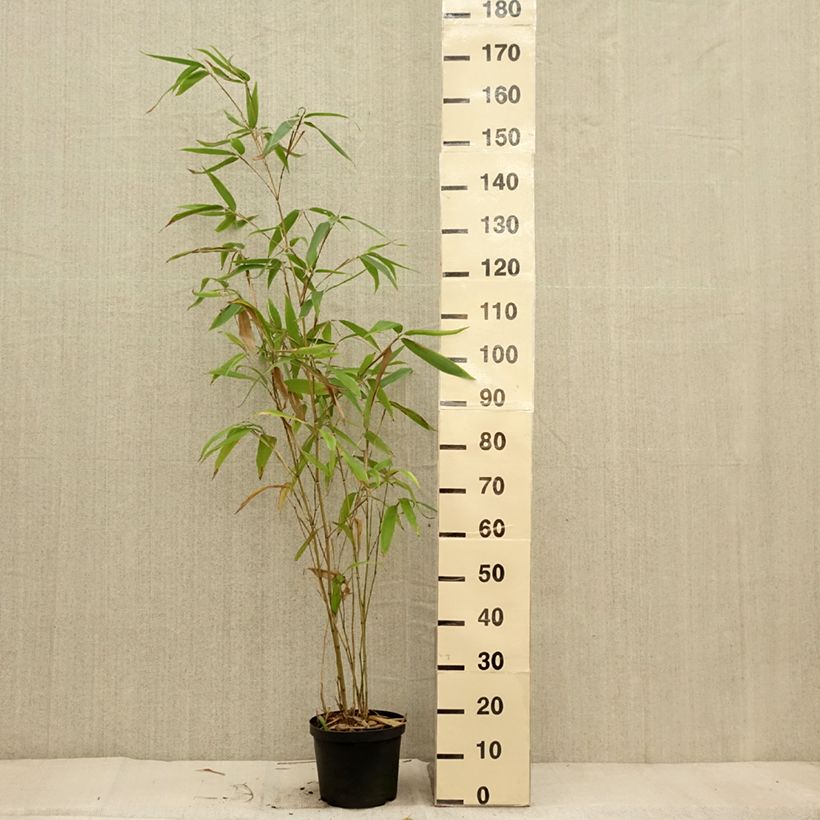 Esemplare di Phyllostachys edulis (= pubescens) - Bambou géant Pot de 4L/5L come consegnato in autunno