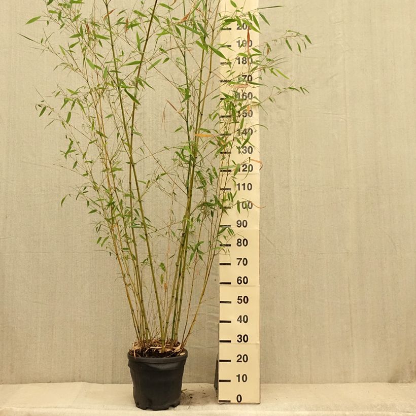 Esemplare di Phyllostachys flexuosa - Bambù Vaso da 12L/15L consegnato in estate