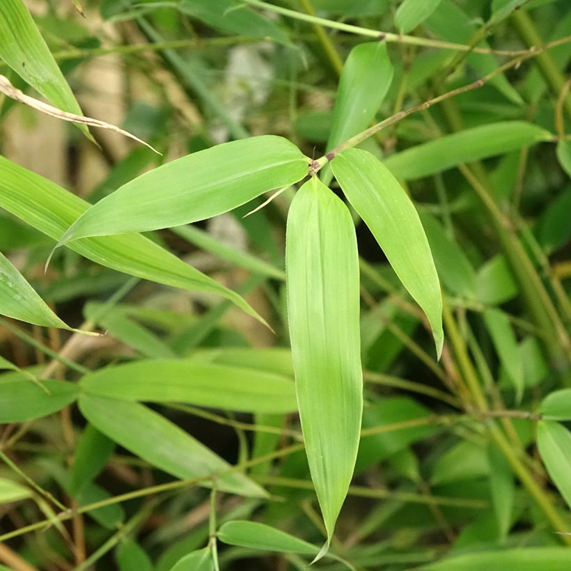 Phyllostachys glauca - Bambù blu (Foliage)