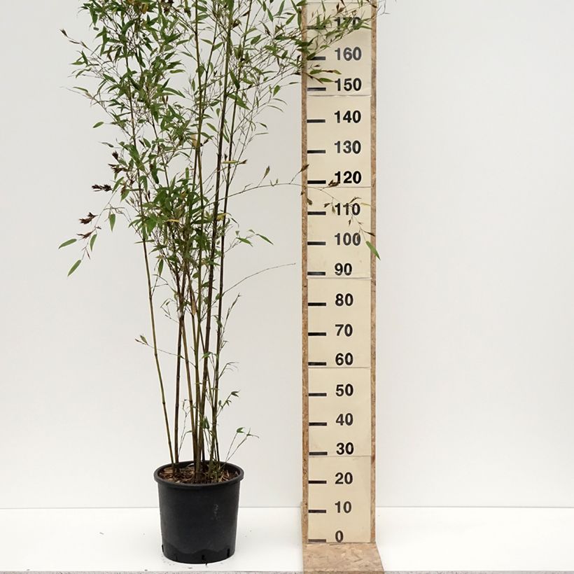 Phyllostachys nigra Boryana - Bambou géant Pot de 12L/15L esemplare consegnato in inverno
