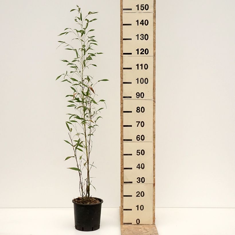 Phyllostachys viridis Sulphurea - Bambou Pot de 4L/5L esemplare consegnato in inverno