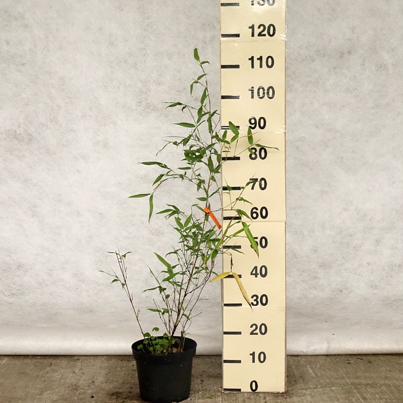 Example of Phyllostachys viridis Sulphurea - Bambù Vaso da 4L/5L as you get in printemps