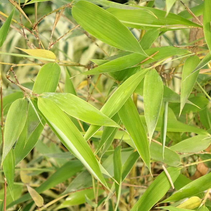 Phyllostachys viridis Sulphurea - Bambù (Foliage)