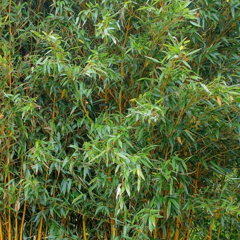 Phyllostachys vivax Aureocaulis - Bambù gigante d'Avorio (Foliage)