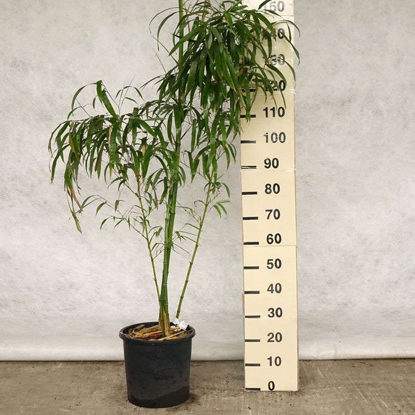 Phyllostachys vivax Huangwenzhu - Bambù gigante d'Avorio Vaso da 12L/15L esemplare consegnato in primavera