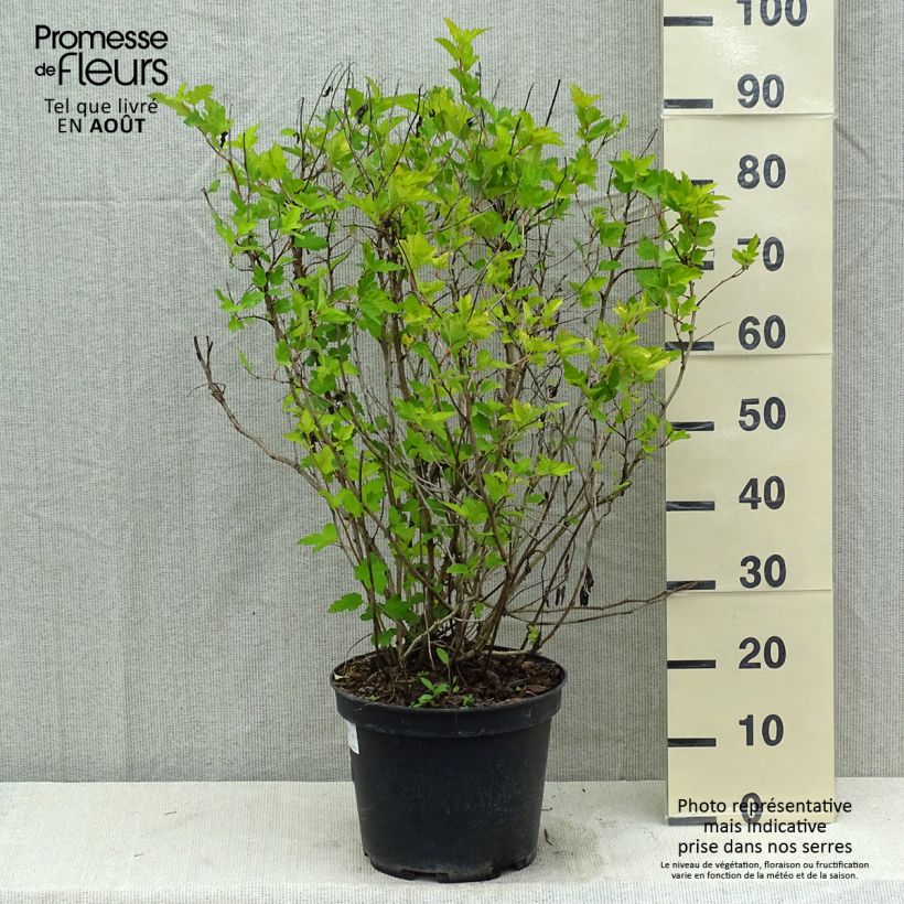 Esemplare di Physocarpus opulifolius Dart's Gold Vaso da 6L/7L consegnato in estate
