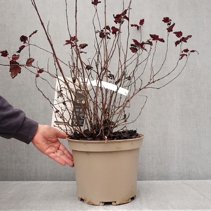Esemplare di Physocarpus opulifolius Black light Vaso da 7,5L/10L come consegnato in autunno
